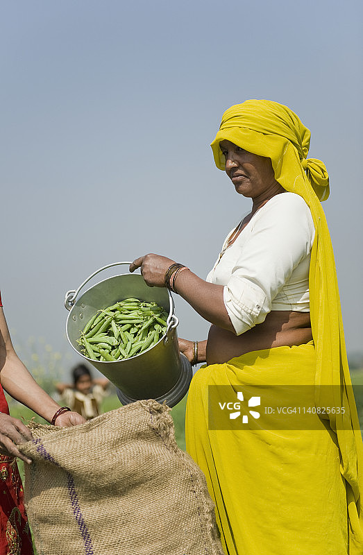 印度哈里亚纳邦古尔冈Farrukh Nagar的农场女工正在将绿色的豌豆荚装进袋子里图片素材
