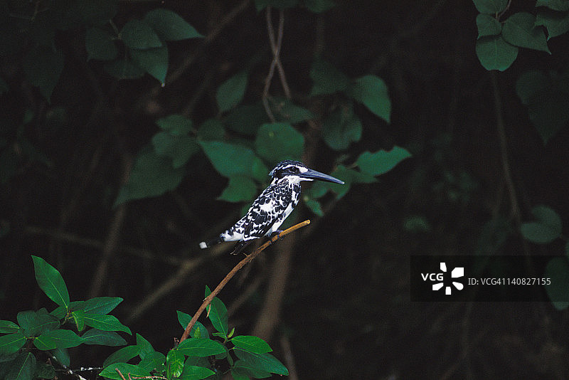 花衣翠鸟栖息在树枝上，Ranganthittu鸟类保护区，曼迪雅地区，卡纳塔克，印度图片素材