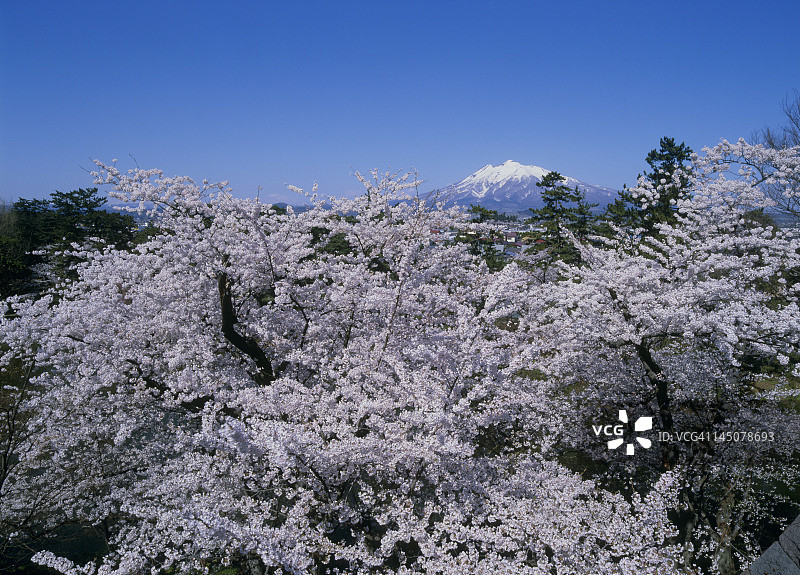 樱花和磐城山，广崎，青森，日本图片素材