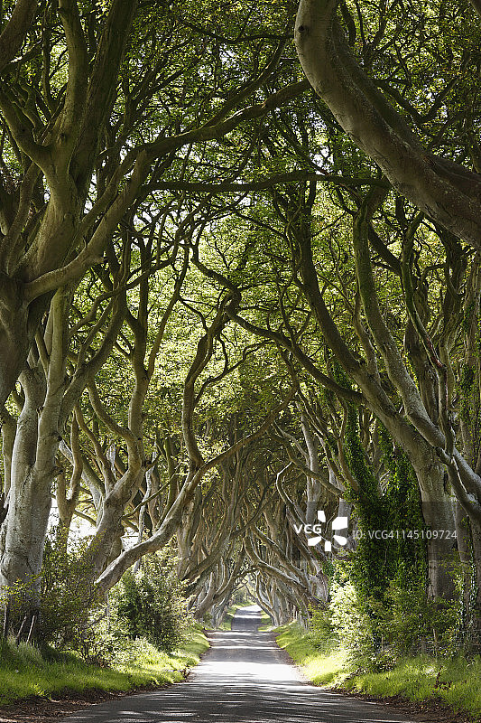 英国，北爱尔兰，安特里姆郡，树木中空荡荡的道路图片素材