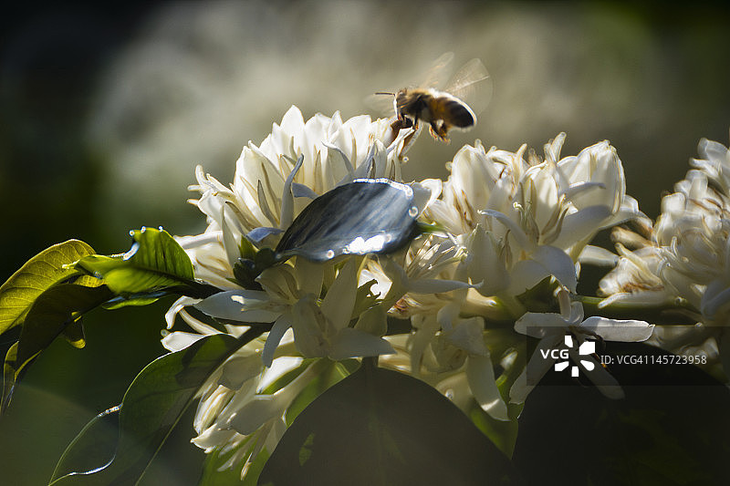 蜜蜂在夏威夷科纳的咖啡花上图片素材