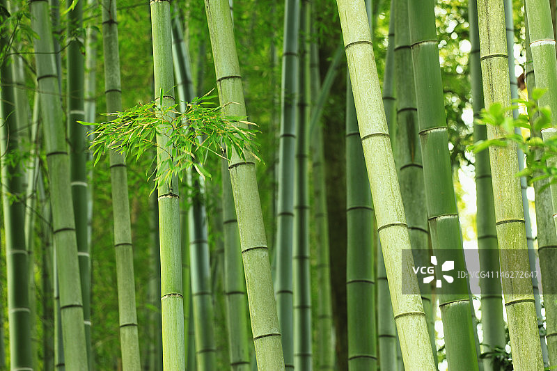 绿色的竹子树图片素材