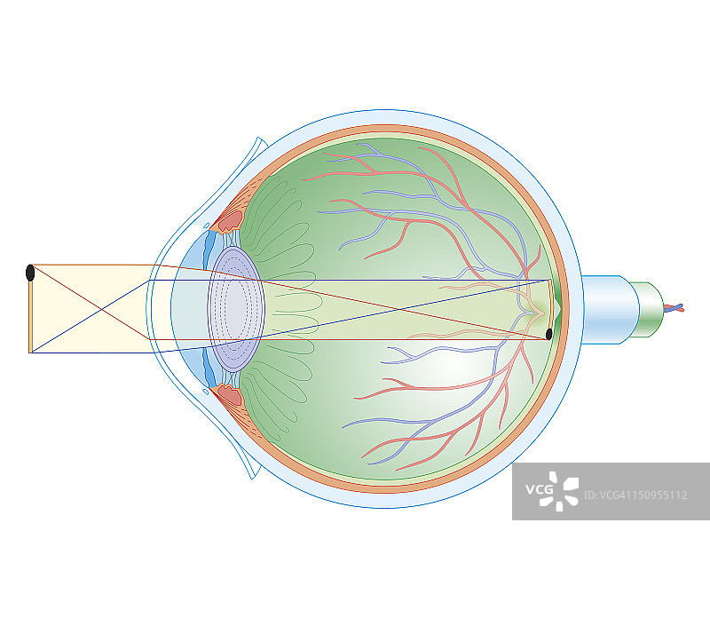 显示视觉机制的人眼横截面生物医学图解图片素材