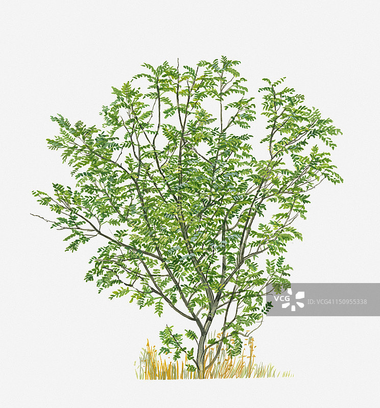 图中所示的花椒树形状为绿色叶子图片素材