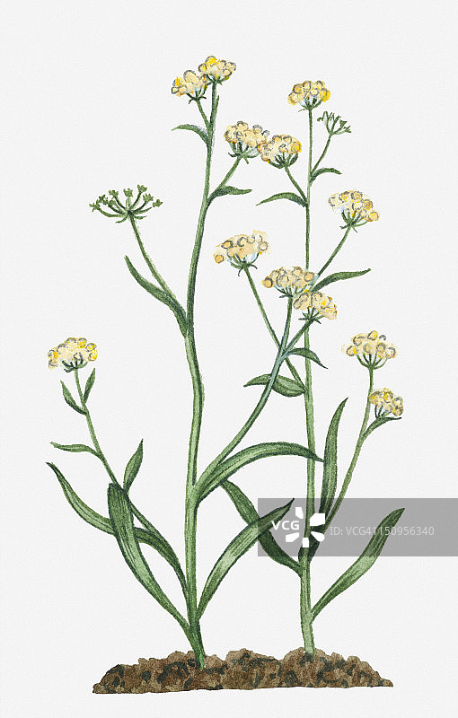 镰形柴胡(镰刀野兔耳)在高茎上有黄色的雌雄同体伞状花序图片素材