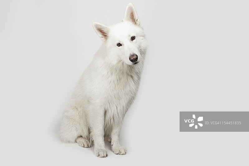 白色的德国牧羊犬图片素材