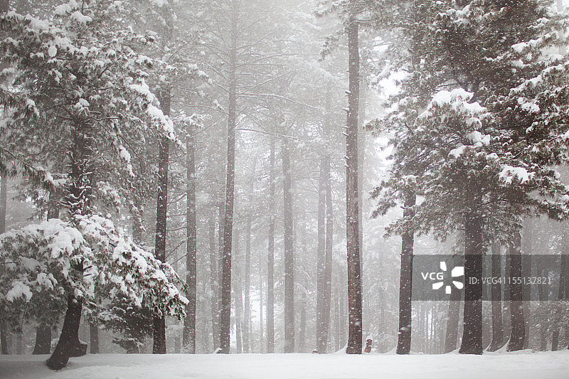 雪景中的喜马拉雅松林图片素材