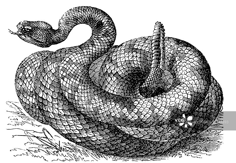 西部菱形斑纹响尾蛇图片素材