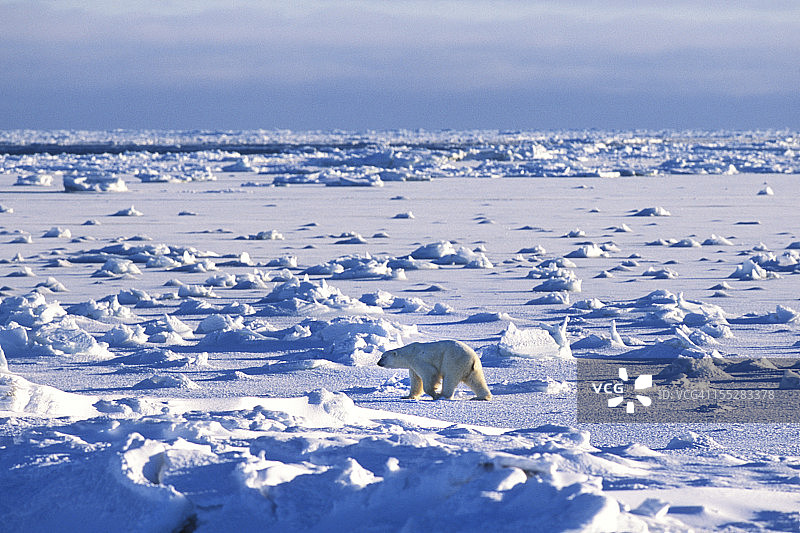 一只野生北极熊在浮冰上图片素材
