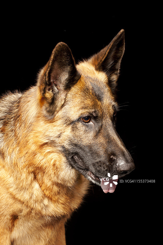 德国牧羊犬的肖像图片素材