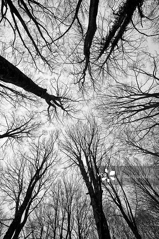 森林里可怕的树木图片素材