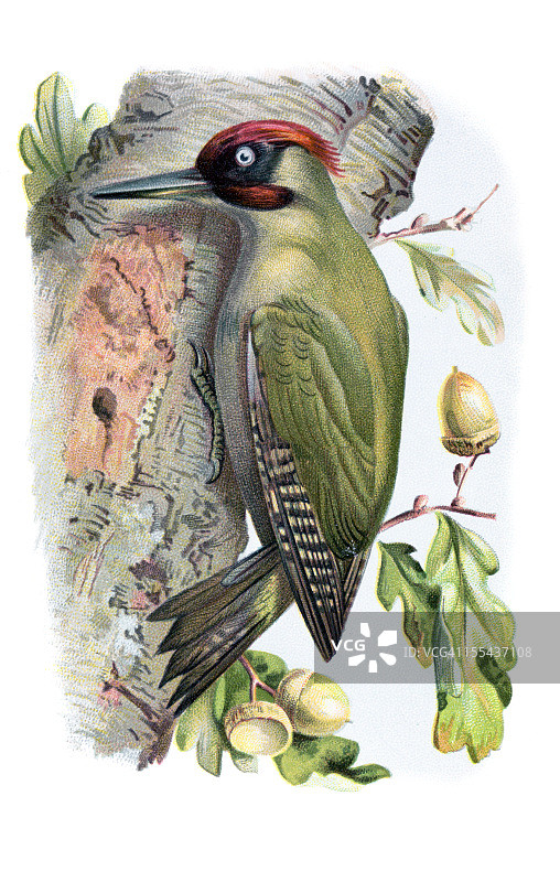 绿色啄木鸟彩色平版印刷图片素材
