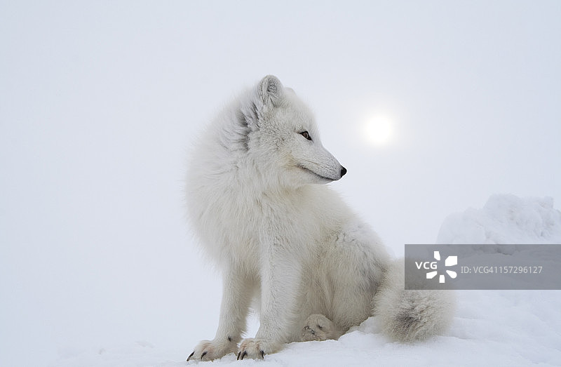 阴天里的北极狐。图片素材