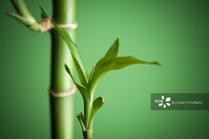绿色的竹子图片素材