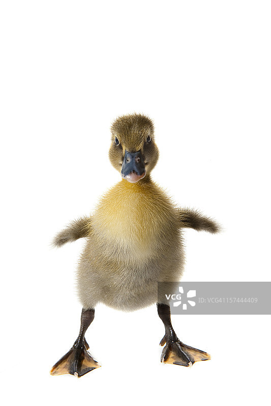 可爱的小鸭子宝宝伸开四肢走路白色的鸟鸭图片素材