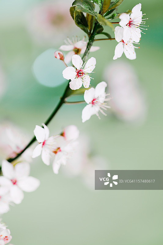 日本樱花盛开的小枝图片素材