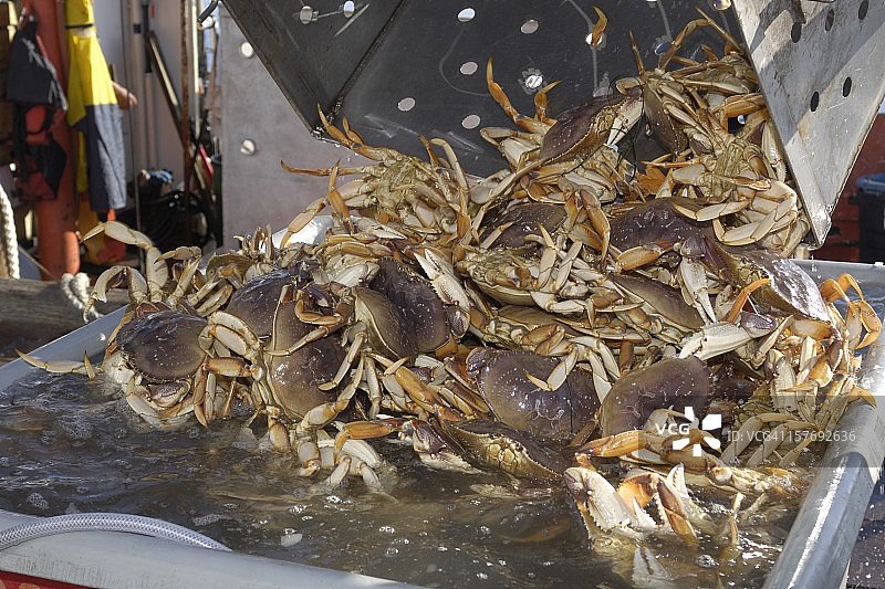 活的Dungeness螃蟹被倾倒进集装箱图片素材