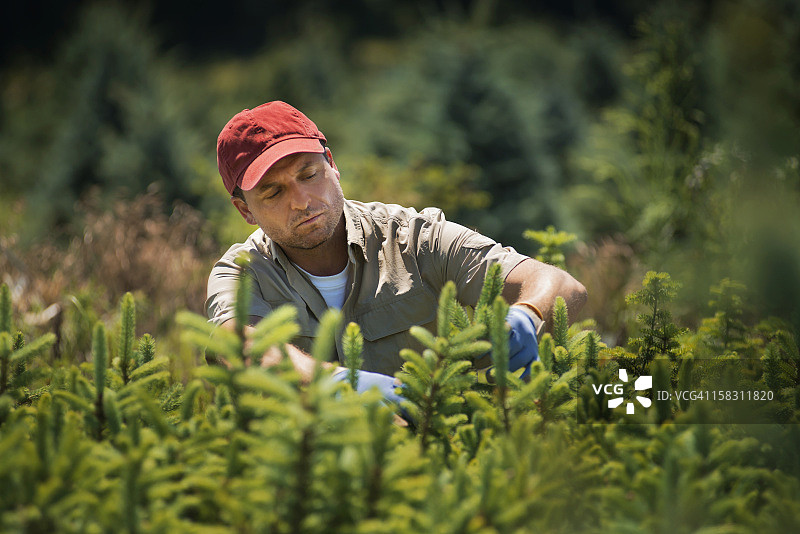 一名戴着防护手套的男子正在植物苗圃里修剪针叶树和松树。图片素材