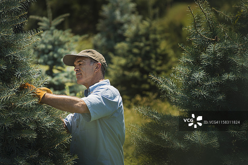 一名戴着防护手套的男子正在植物苗圃里修剪针叶树和松树。图片素材