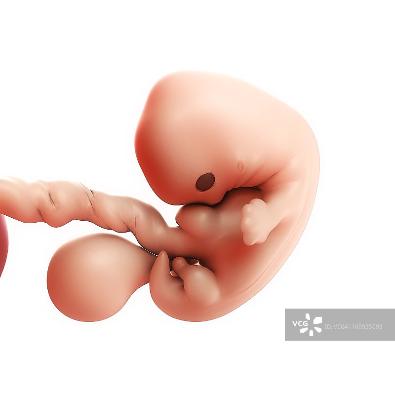 7周胎儿，图片图片素材
