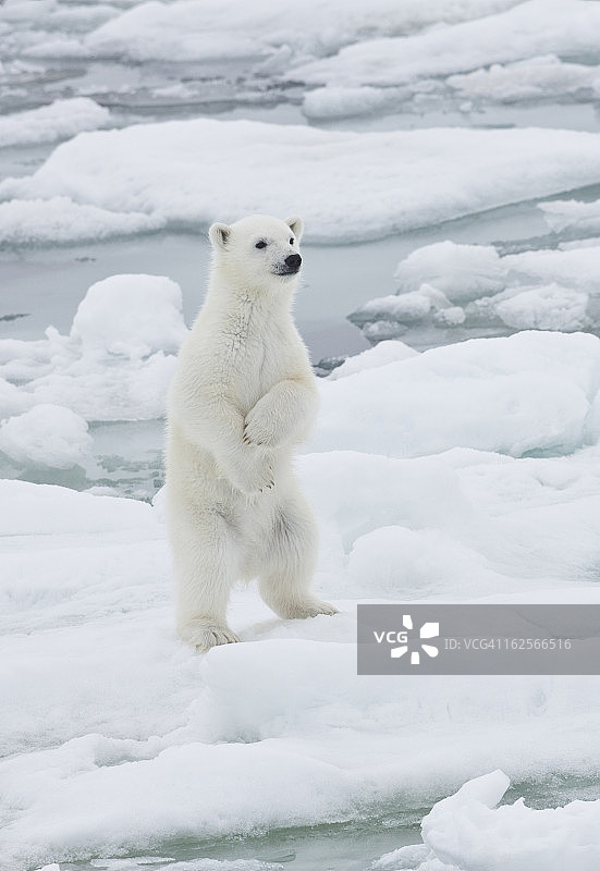 小北极熊幼崽在挪威的浮冰上图片素材