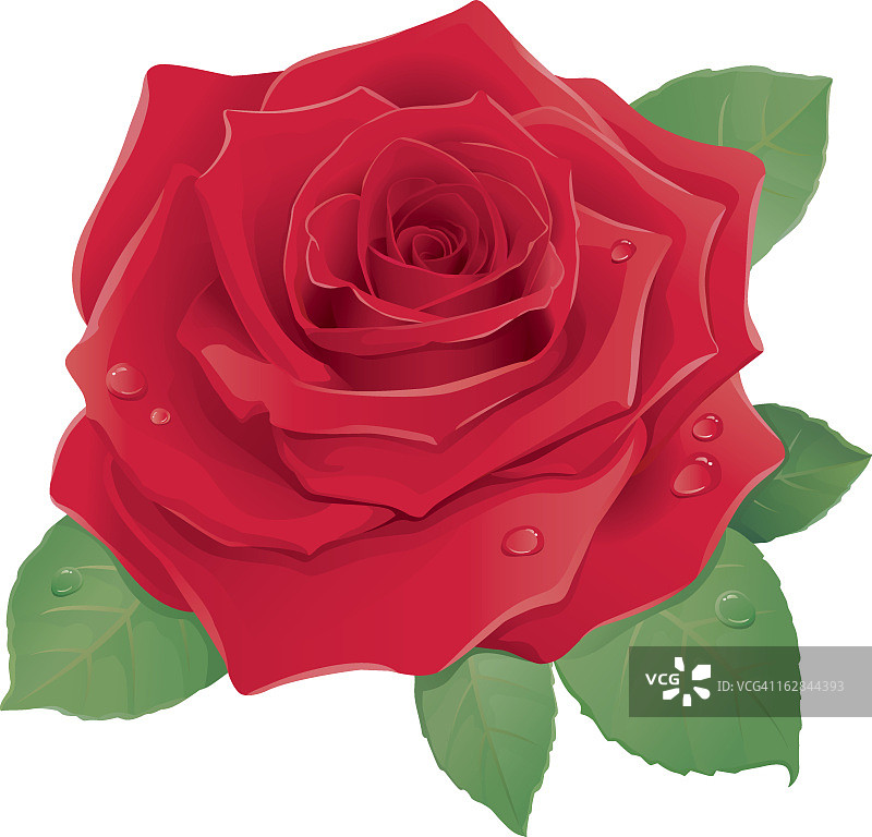 以白色为背景的红玫瑰图案图片素材