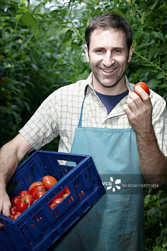 德国，巴伐利亚，慕尼黑，一个成熟的男人在温室里收获西红柿图片素材