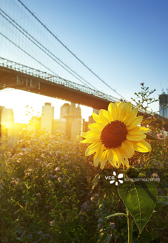日落时分的布鲁克林大桥图片素材