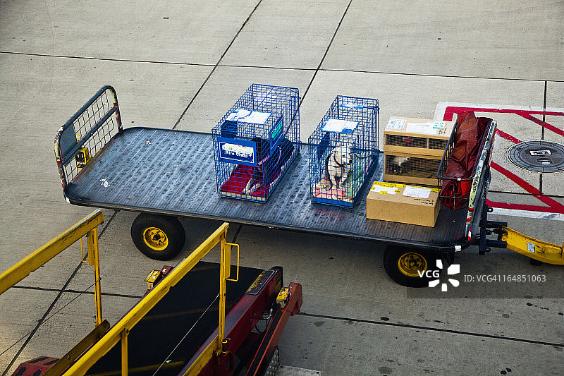 在机场的拖车里，两只狗被关在其他行李旁边的笼子里图片素材