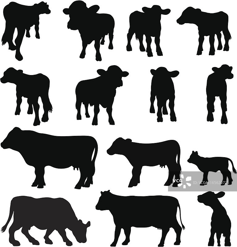 奶牛剪影套装(品种和角度)图片素材
