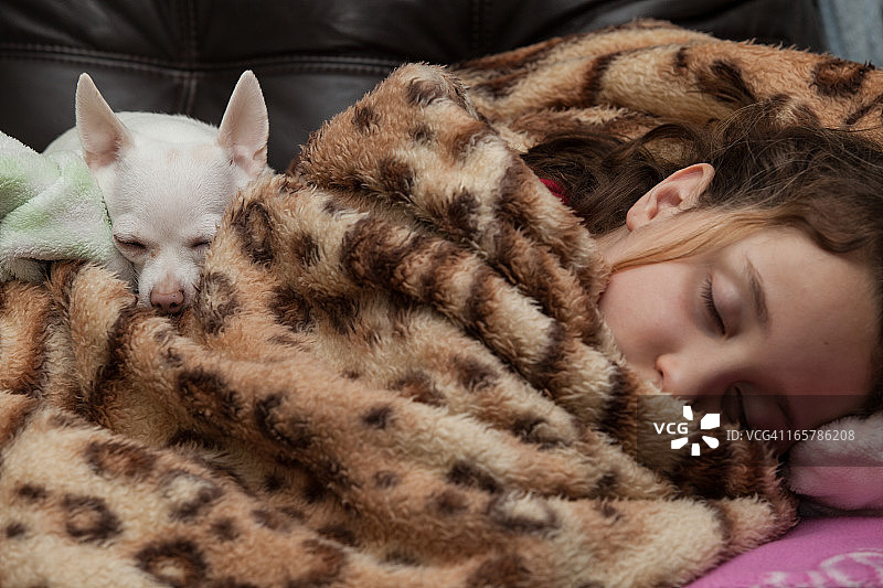 小女孩和宠物吉娃娃睡觉图片素材
