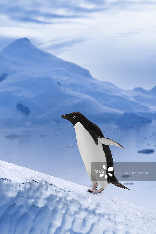 南极阿德利企鹅图片素材
