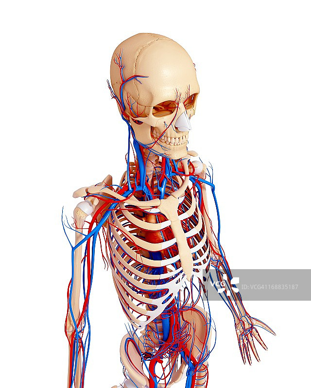 人体解剖学、艺术品图片素材