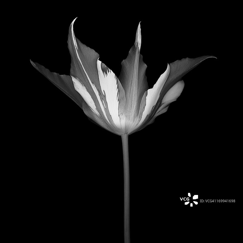 单色条纹郁金香孤立的黑色背景图片素材