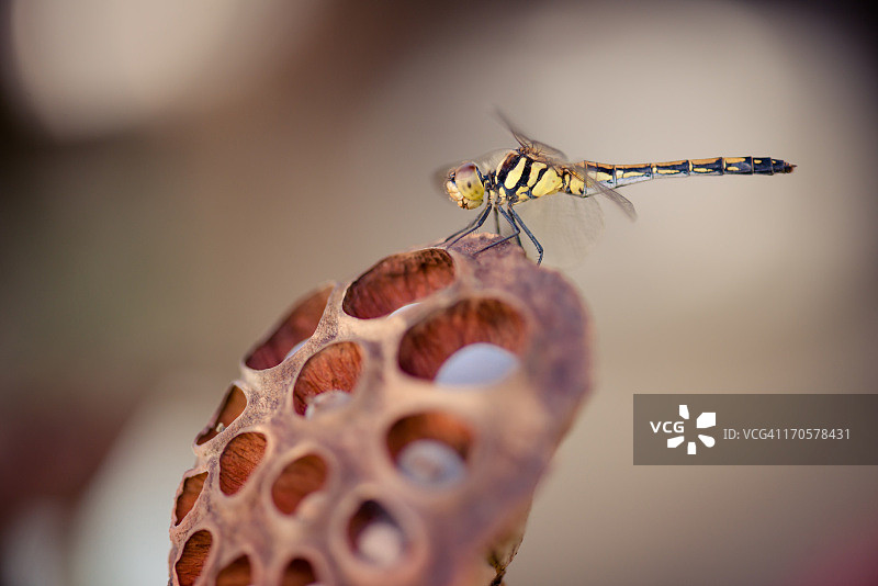 一只年轻蜻蜓的侧面照片图片素材