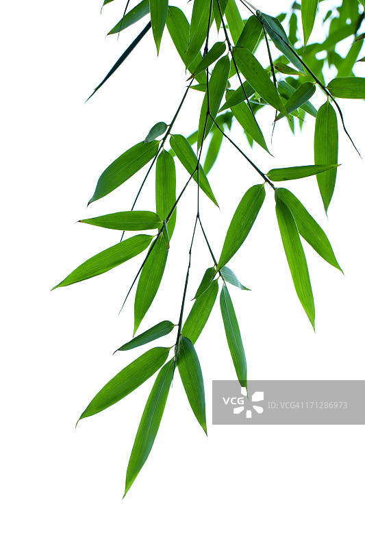 竹叶孤立在白色背景上图片素材