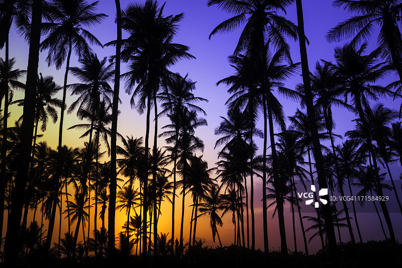 日出时五颜六色的热带椰子树图片素材