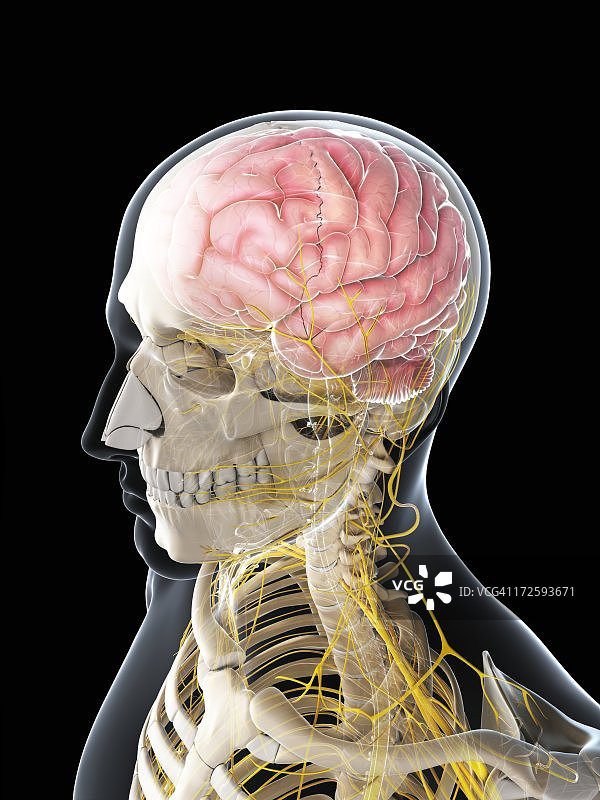 男性神经系统，艺术品图片素材