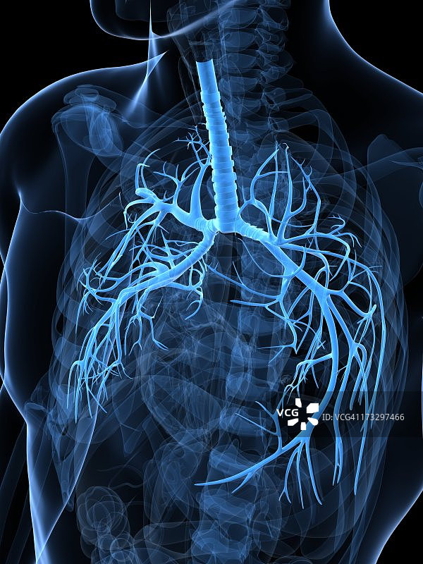 健康的肺,艺术品图片素材