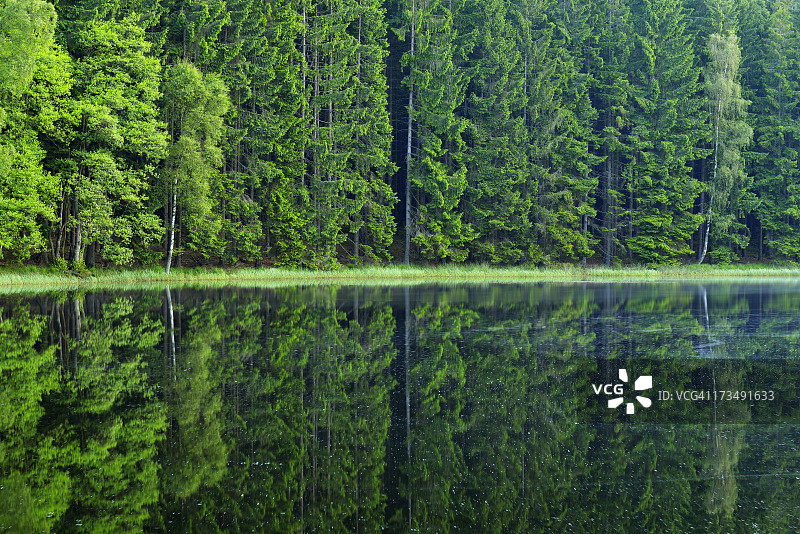 针叶林倒映在湖中图片素材