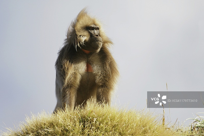 塞门山的狒狒图片素材