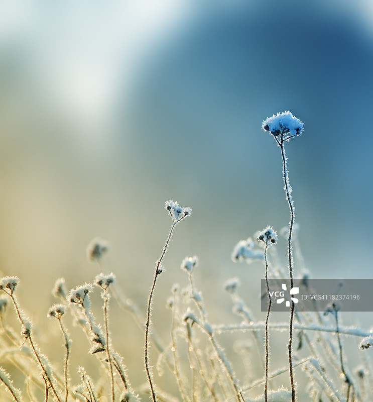 冰冻的草在冬天依然挺立图片素材