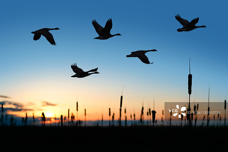日落时迁徙的加拿大鹅图片素材