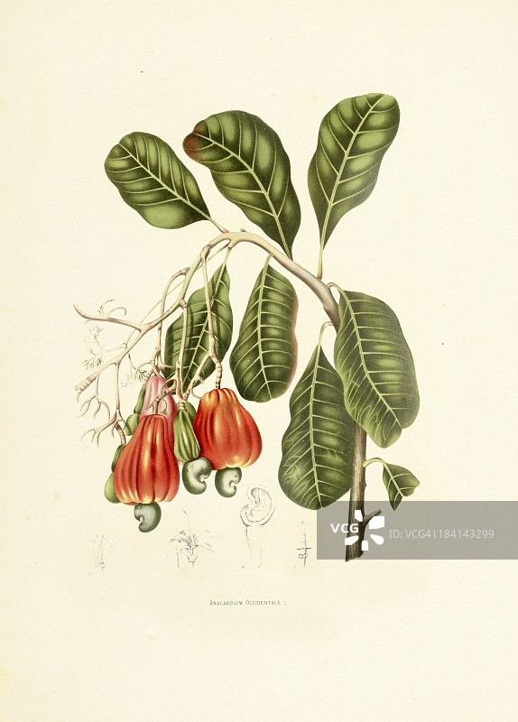 腰果|古董植物插图图片素材
