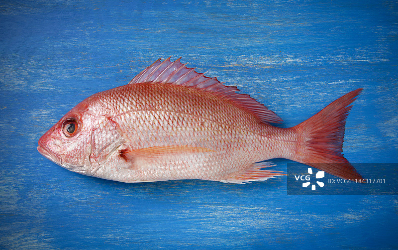 生的红鲷鱼躺在蓝色油漆的木头表面上图片素材