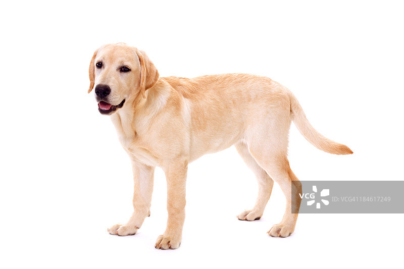 白色背景上的一只可爱的金毛猎犬图片素材