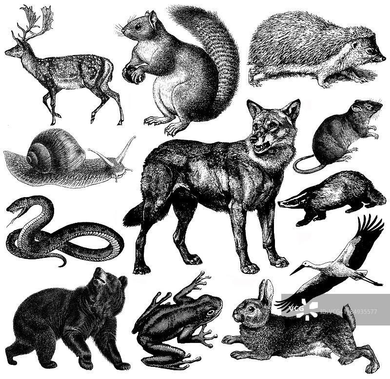 欧洲野生动物动物插图|古董动物剪贴画图片素材