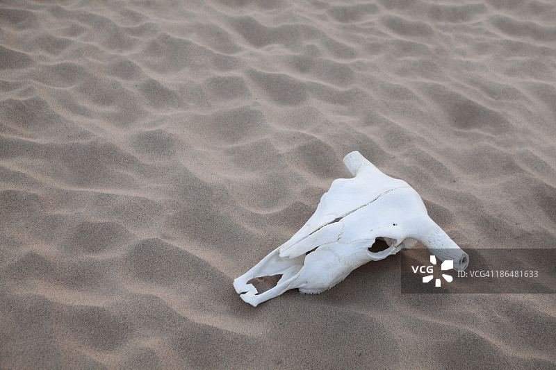 动物的头骨躺在沙漠中间的沙子上图片素材