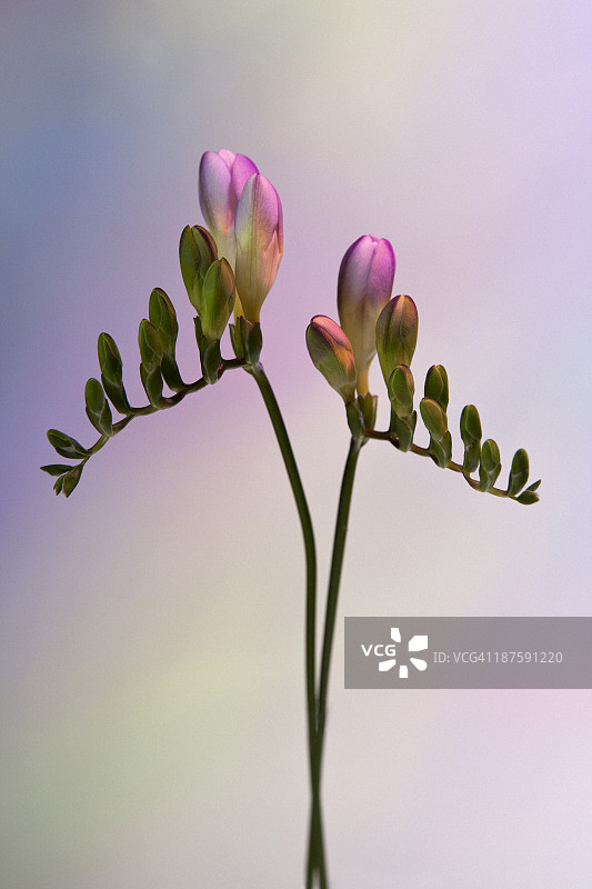 两根正在萌芽的粉红色小苍兰的茎，映衬着柔和的背景图片素材