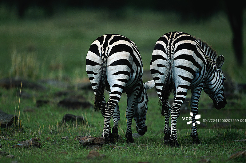 两只普通斑马在吃草，肯尼亚，马赛马拉图片素材